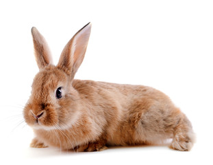 Little rabbit isolated on white