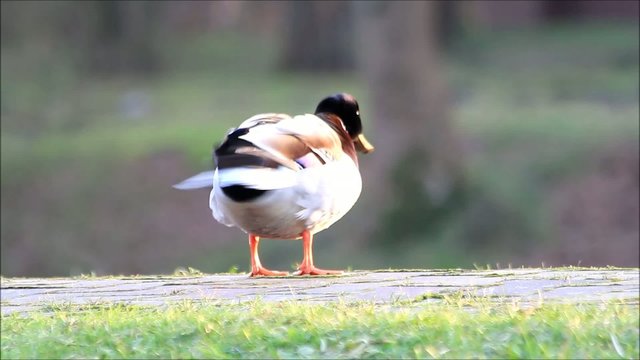 Ente Erpel Stockente sch&uuml;ttelt Wasser vom Gefieder, Reinigung 
