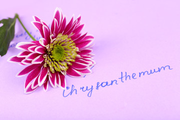 Beautiful chrysanthemum with inscription on paper background