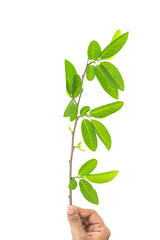 Close up hand holding tree branch with green leaf