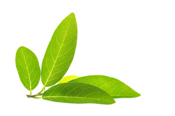 Close up green tree leaf isolated on white