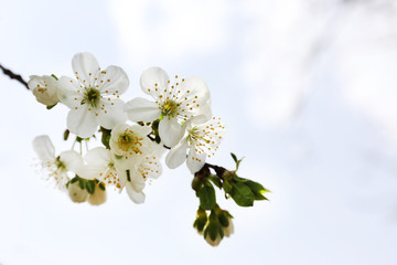 Blooming cherry tree twigs in spring on sky background