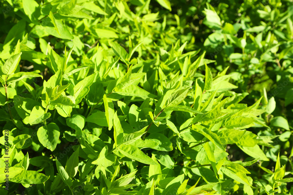 Canvas Prints Beautiful green bush close up