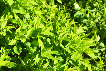 Fototapeta na wymiar Beautiful green bush close up