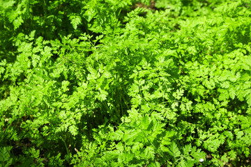 Beautiful green bush close up