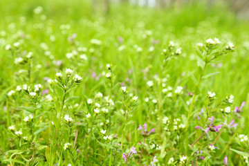 Beautiful green field with small flowers outdoors