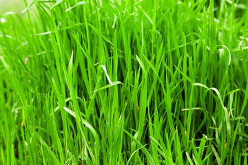 Fototapeta na wymiar Green grass outdoors