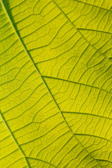 Naklejka na ściany i meble Macro texture of tree leaf for backgound