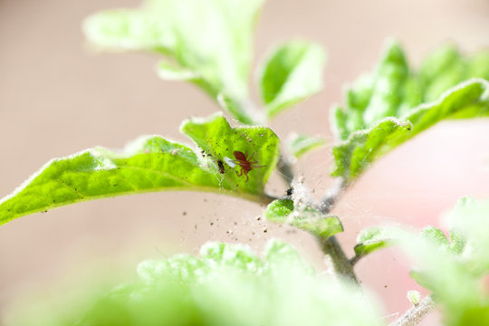 Red Spider Mite Resting On Her Net