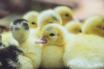 Close up group of small duckling