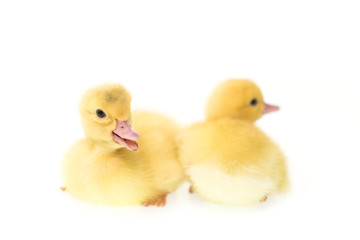 Close up small duckling isolated on  white