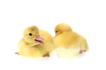 Close up small duckling isolated on  white