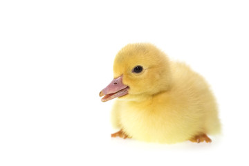 Close up small duckling isolated on  white