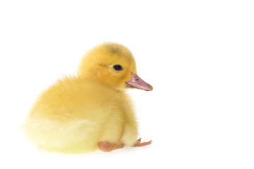 Close up small duckling isolated on  white