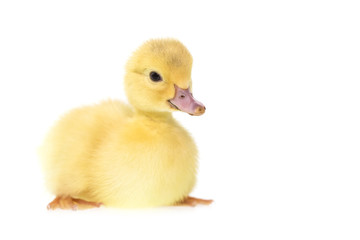 Close up small duckling isolated on  white