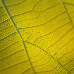 Macro texture of tree leaf for backgound