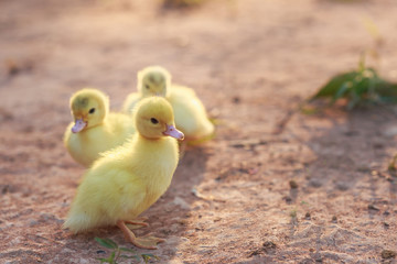 Close up small duckling on the ground