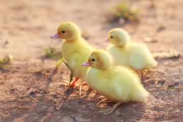 Close up small duckling on the ground