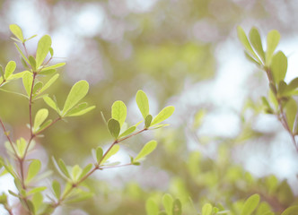 vintage filter: Green leaves with blur bokeh background