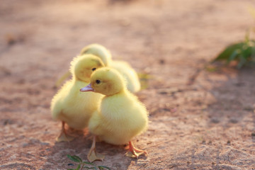 Close up small duckling on the ground