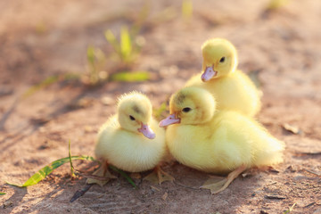 Close up small duckling on the ground