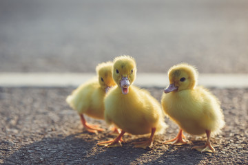 Close up small duckling on the asphalt road