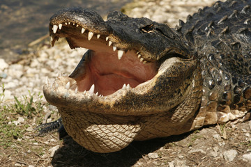Alligator with mouth open in the Everglades of Florida. 