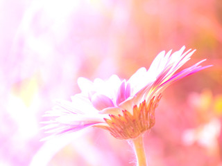 beautiful flowers made with color filters