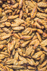 Silkworm pupae pattern for background used