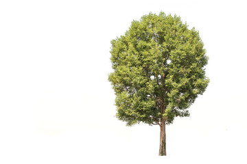 Tree in northeast, Thailand isolated on a white background