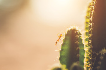 Red ant on cactus  with vintage style picture