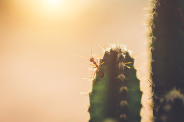 Red ant on cactus  with vintage style picture