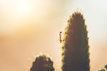 Red ant on cactus  with vintage style picture