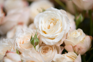 Rose flowers