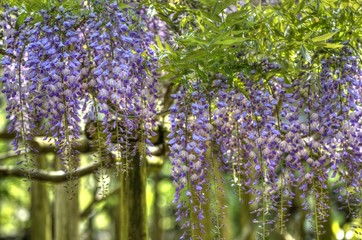 Obraz premium 藤の花