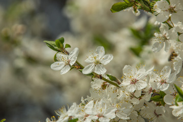 Blossoming of cherry flowers in spring time with green leaves, n