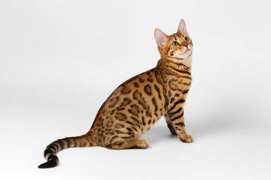 Bengal Cat on White background and Looking up