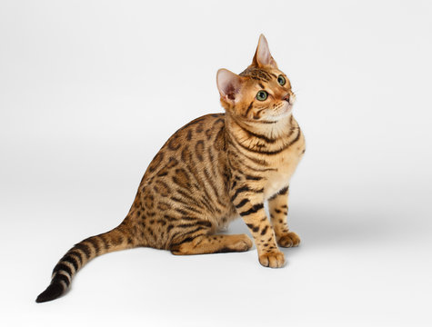 Bengal Cat on White background and Looking up