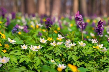 Blooming anemone flowers in the spring forest.
