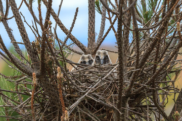 Cr&iacute;as de B&uacute;ho Chico en el nido. Asio otus.
