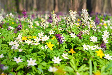 Blooming anemone flowers in the spring forest.