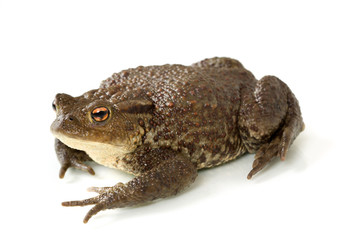 Common toad, bufo bufo, isolated