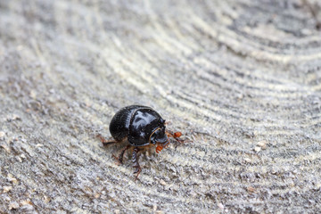 Escarabajo estercolero. Insecto.
