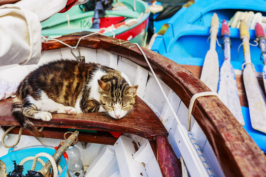 Cat sleeping in the boat at the marina