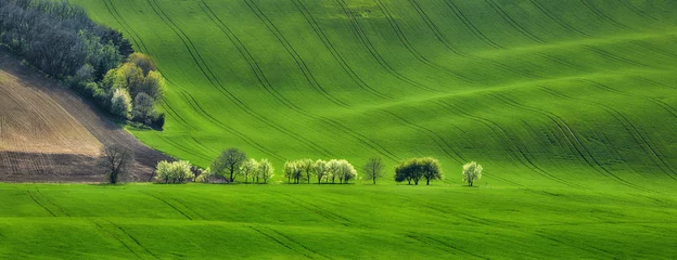 Panorama von Feldwellen mit blühenden Bäumen © Nataliya Hora
