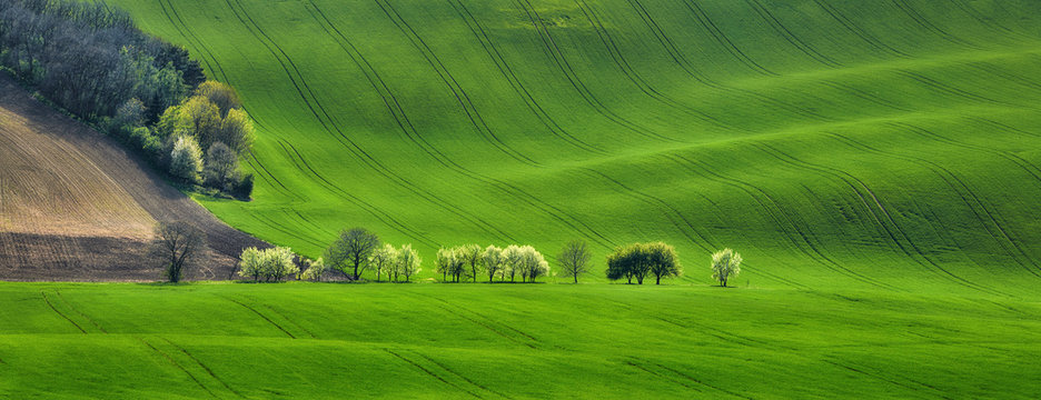 panorama of field waves with blossoming trees