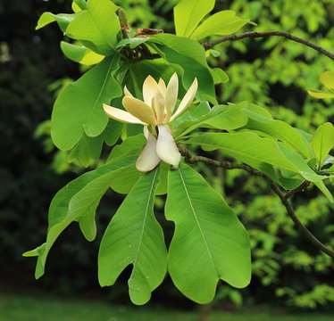 Fototapeta fleur du magnolia officinalis