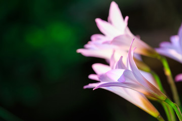 Rain Lily flowers