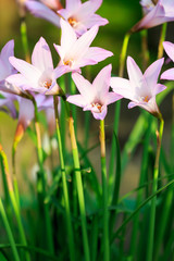 Rain Lily flowers