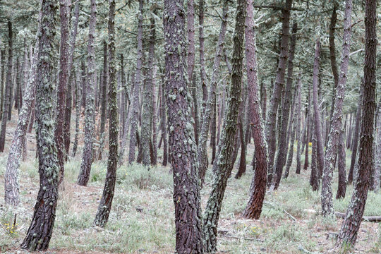 Bosque de Pino Negral. Pinus pinaster.
